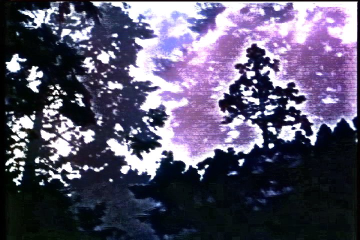 4113_trees 1.jpg
